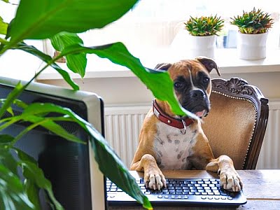 dog-behind-computer shared office in London