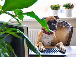 dog-behind-computer in office space for rent in London