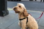 Loius dog in London