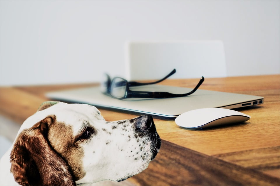 dogs in serviced offices in London