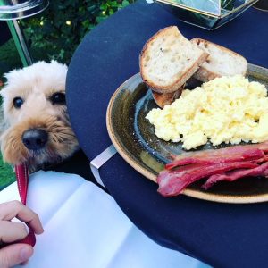 Loius dog at Hush Brook Street