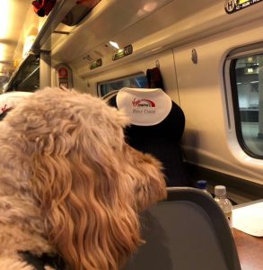 Loius dog on the train