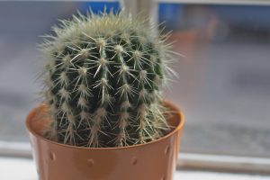 Office Cactus Reducing Radiation
